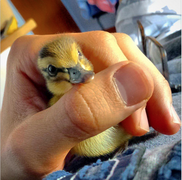 刚出生的小鸭子你见过吗?