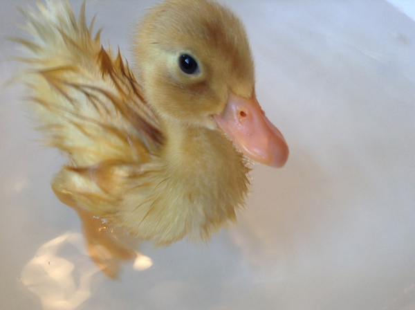 刚出生的小鸭子你见过吗