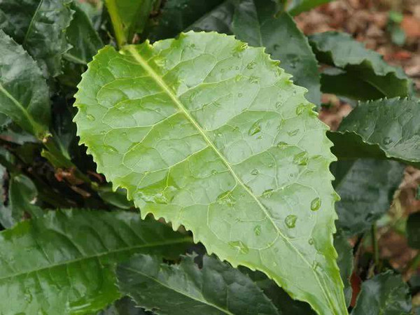 不同茶树的叶