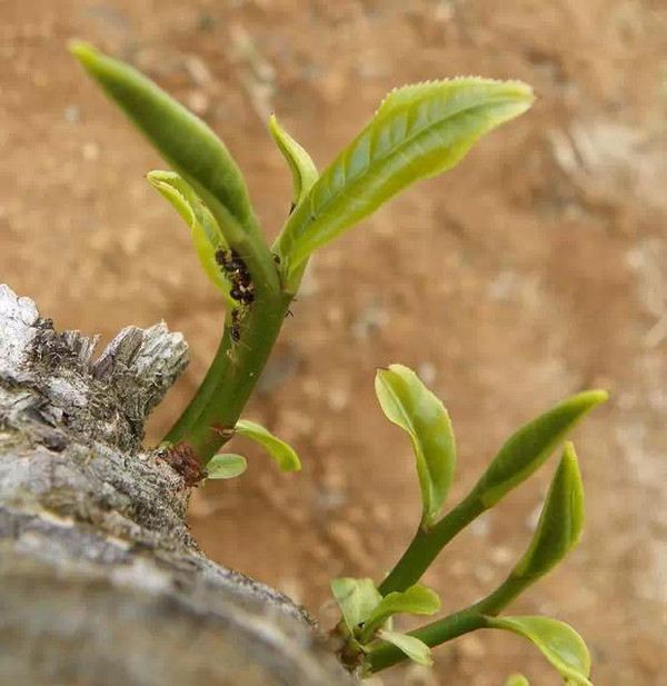 不同茶树的叶