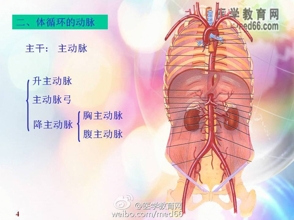 心血管系统|非常精美的动脉图谱集锦