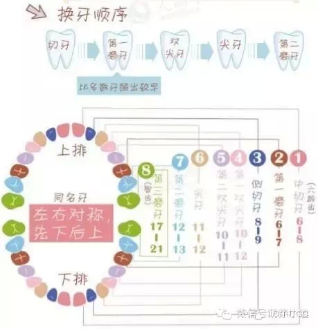 儿童换牙总攻略