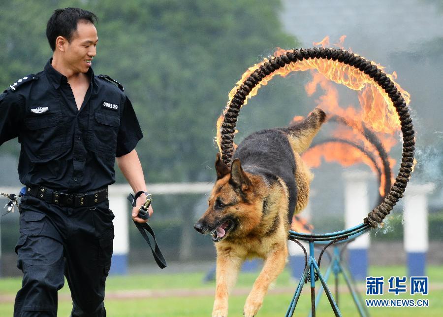 贵州警犬基地举办开放日活动 市民与警犬亲密互动(组图)