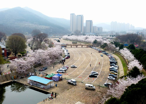 旅游 正文  其实,大连樱花最负盛名的还是龙王塘的樱花园.