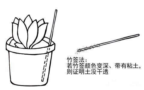 爱多肉——牙签法浇水