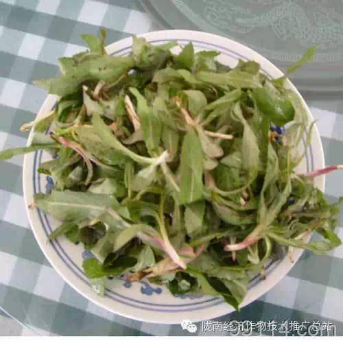 陇南各地蔬菜市场的山野菜琳琅满目,吊人胃口,主要品种有:木龙头(刺龙