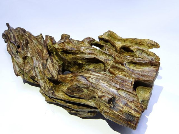 这个特别涉及一种奇楠沉香的嫁接培育方法