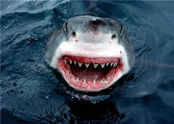 大白鲨寿命堪比人类 可谓软骨鱼中的大寿星