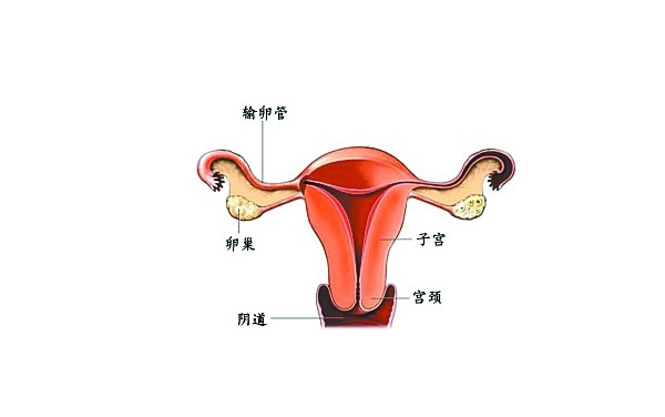 孕育困难可能是子宫畸形惹得祸