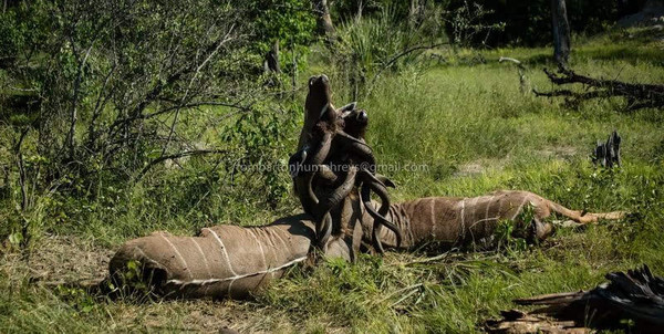 太残忍 发情期的两雄非洲羚羊为博的与雌性交欢揉搓拼杀悲惨战死-搜狐