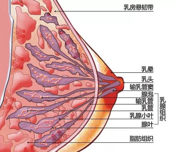 乳腺增生?好孕说不定就不治而愈了呢