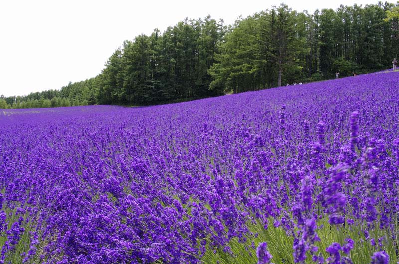 【北海道旅游】富良野的薰衣草(组图)