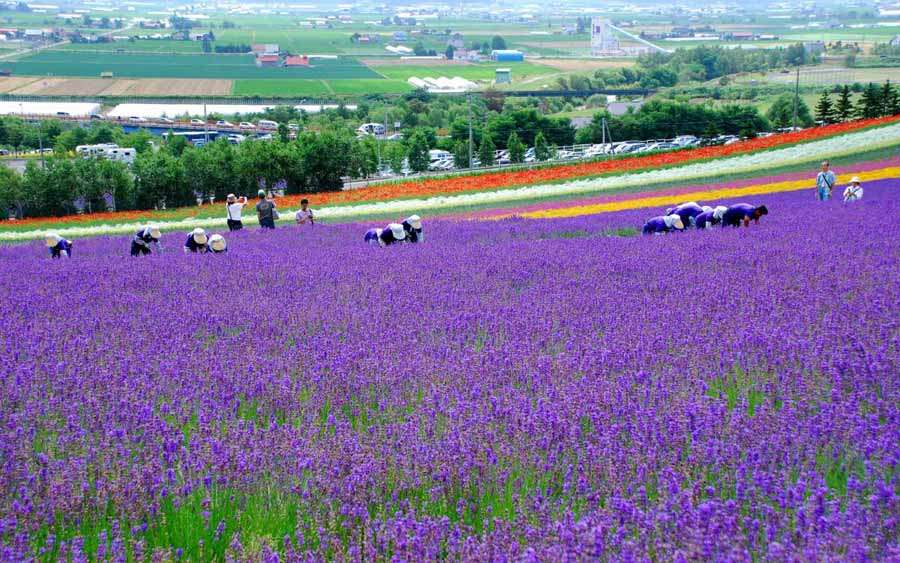 【北海道旅游】富良野的薰衣草(组图)