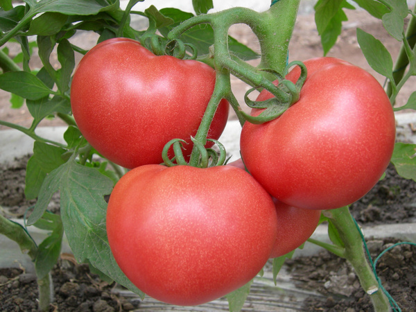 夏季吃西红柿最好不与黄瓜同食 空腹吃有危害