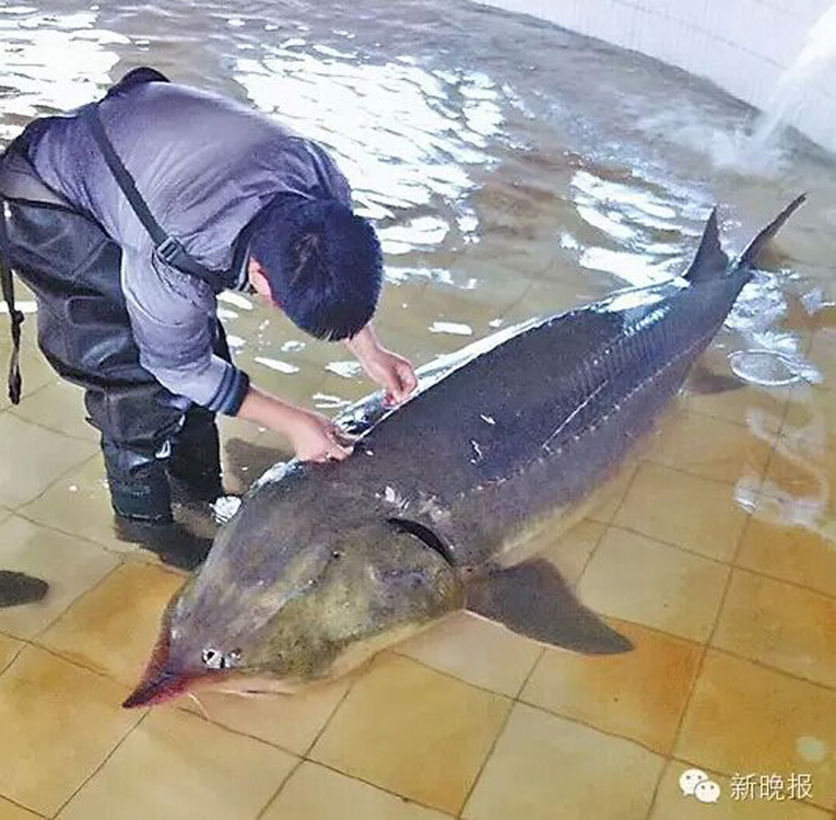 这条野生鳇鱼已经"有喜,其将产出大概50斤的鱼子.