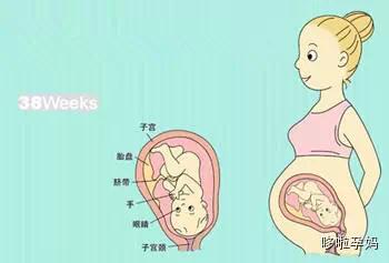 备孕女性必看:从受孕到分娩 女人子宫的变化