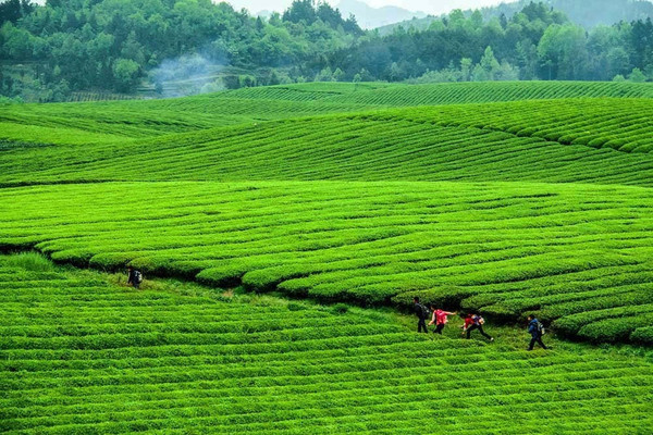 在传统茶区湄潭县,每一片茶山都如一幅美丽的风景画.