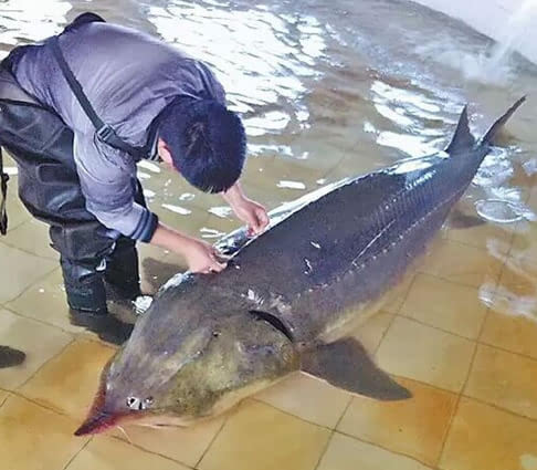 黑龙江现700斤野生鳇鱼 怀有近200万颗鱼卵