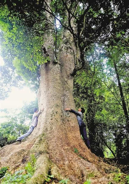 酉阳发现金丝楠木群 最大树龄600岁需6人合围(图)