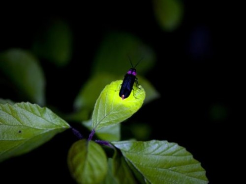 夏之精灵:摄影师捕捉萤火虫飞舞景象(组图)