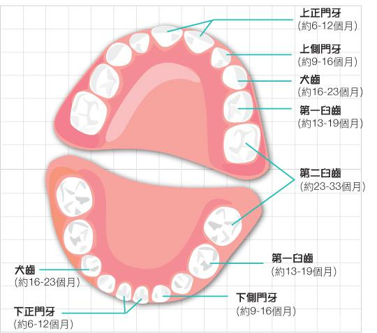 牙齿图