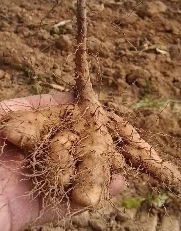 不是所有的山药都叫铁棍山药