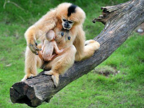 长沙生态动物园长臂猿生二胎宝宝