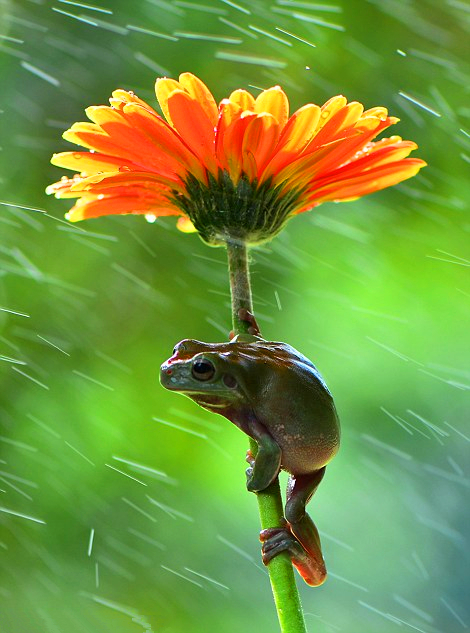 摄影:呆萌树蛙在非洲菊花下躲雨