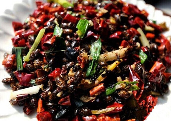 没错,药名九香虫,学名椿虫,但它行走江湖所用的花名"放屁虫"才是我们