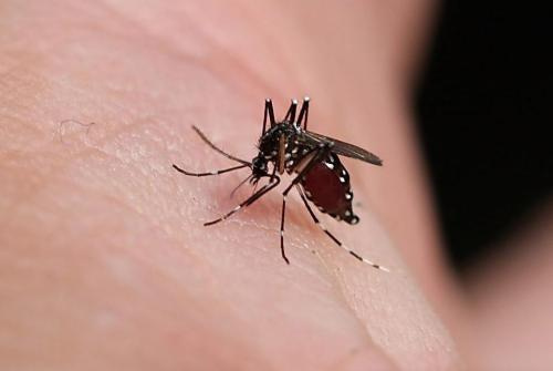 蚊子喜欢叮咬什么血型的人 被蚊子咬了怎么止