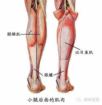 怎样让自己拥有完美小腿?