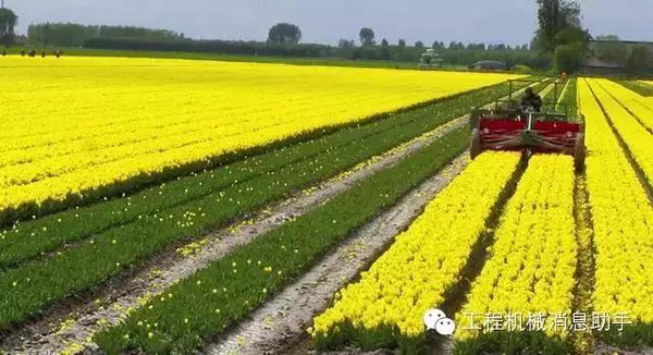 荷兰郁金香鲜花收割机,专业辣手摧花一百年!
