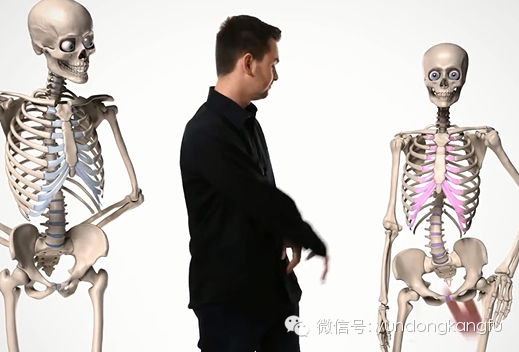 骨盆结构解剖——男女骨盆的差异