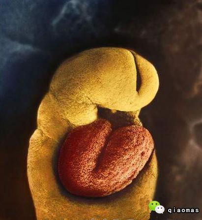 震撼罕见图!显微镜实拍胎儿成长全过程!