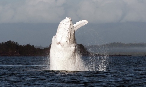 25.白化鲸鱼