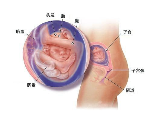 怀孕五个月男、女胎儿图(b超图)