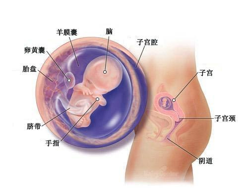 怀孕三个月(男、女)胎儿图(b超图)