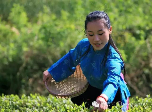 信阳毛尖属于什么茶