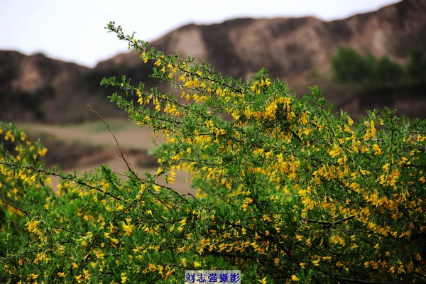 实拍:青海最美的山花竟然是柠条花