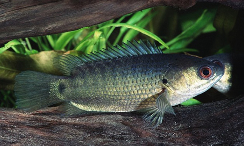 巴布亚新几内亚的"爬树鲈鱼(climbing perch)