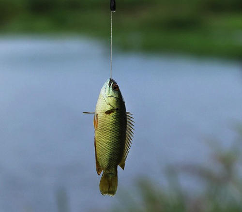 组图:会爬树 能登陆 可噎死捕食者的鱼,世界上有会爬树的鱼吗,会爬树