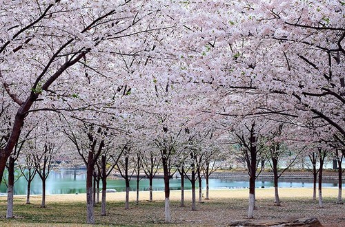 北京玉渊潭公园樱花节拍摄攻略