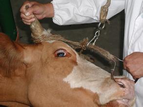 怎样检查牛的眼结膜?