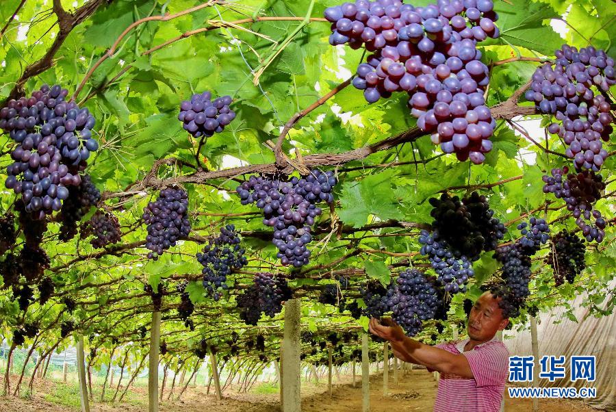 农科天地之大棚种植葡萄