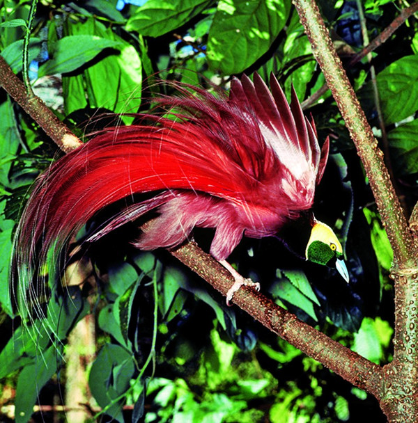 新几内亚极乐鸟paradisaea raggiana是巴布亚新几内亚的国鸟,在该国的