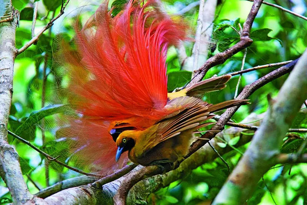 戈氏极乐鸟paradisaea decora是新几内亚岛上的特有种之一.