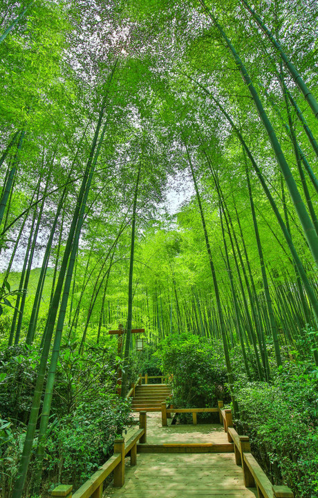 穿越竹海的黄金桥可以望见万亩竹海的美景 忘不了南山竹海的绿,也忘