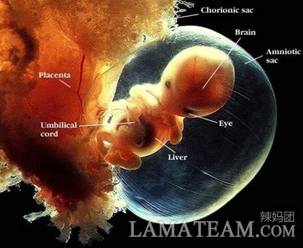 珍贵的胎儿发育照片,让你清楚看到宝宝受精后