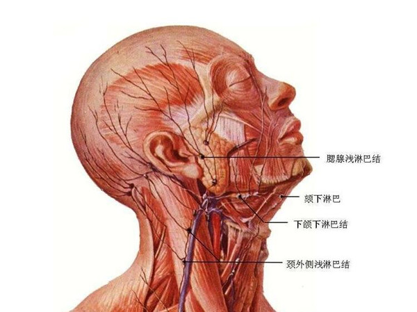 霍奇金是第一个发现和系统报告淋巴瘤的人.