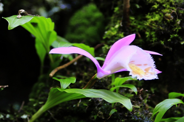 黄山:春末夏初"山花"多姿多彩